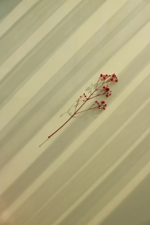 red flowers on white and grey striped background