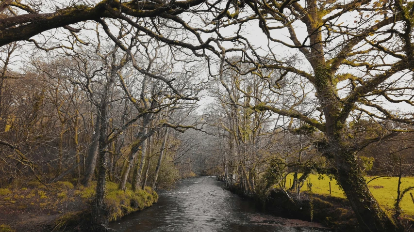 a river runs through the woods by some trees