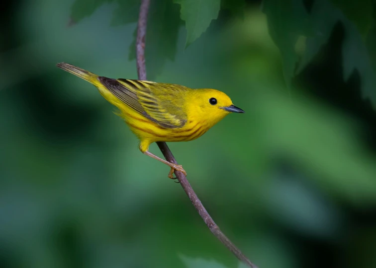 the small yellow bird is perched on a nch