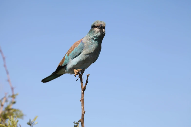 the bird is standing up on the tree