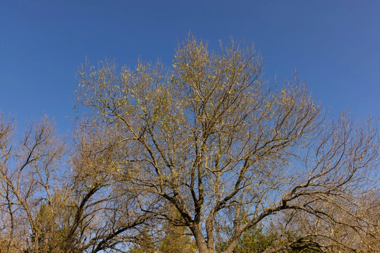 the tree is bare and ready to be eaten