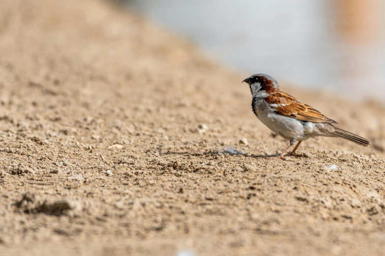 a small bird standing on top of a sandy beach