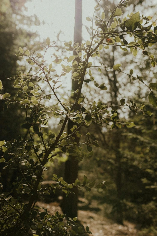 the sun peeking through leaves in the woods