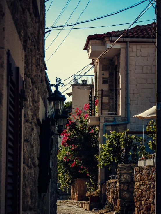 a narrow road in a residential neighborhood has trees and flower