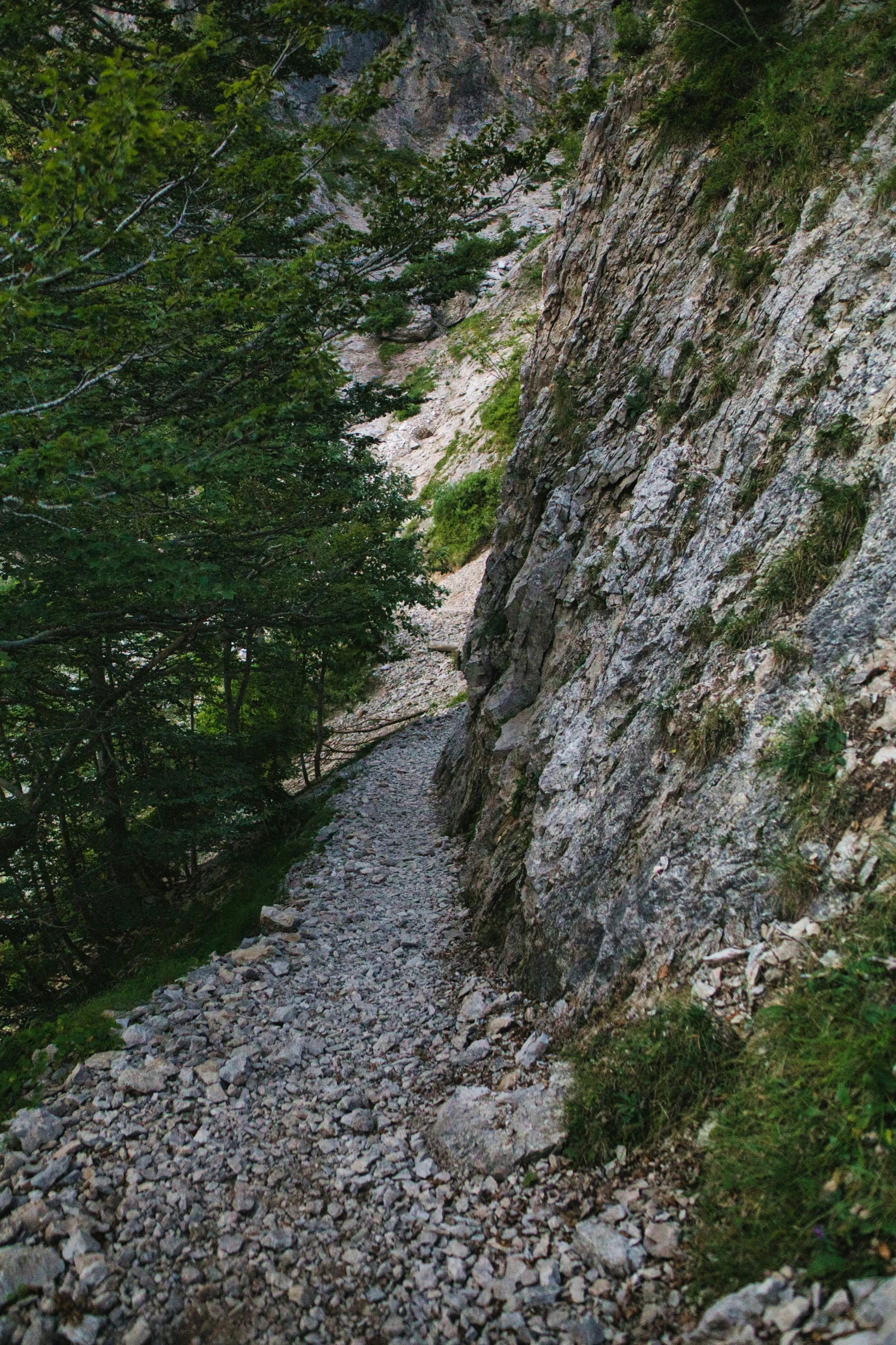 a narrow dirt path near many trees