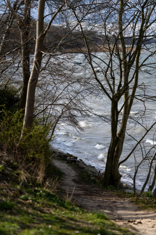 a view of a beach and trees near water