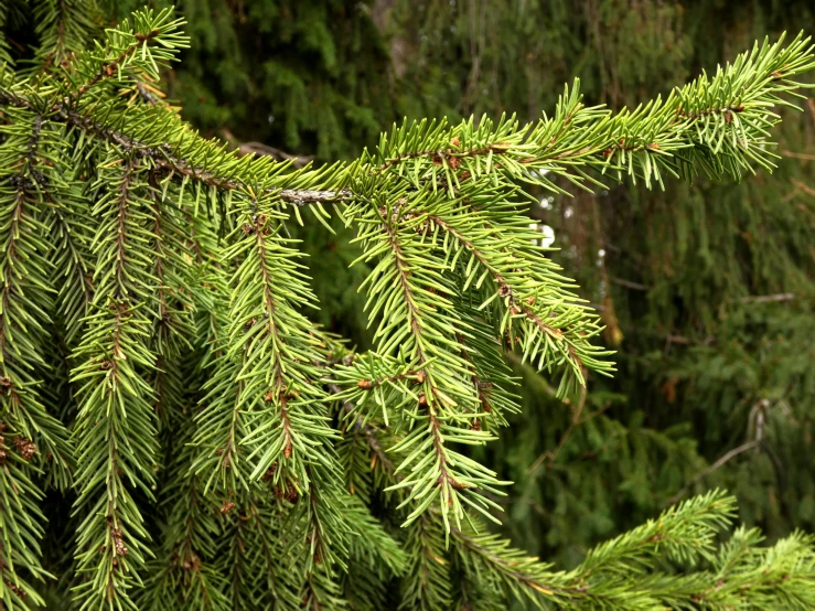 close up of needles on a fir tree