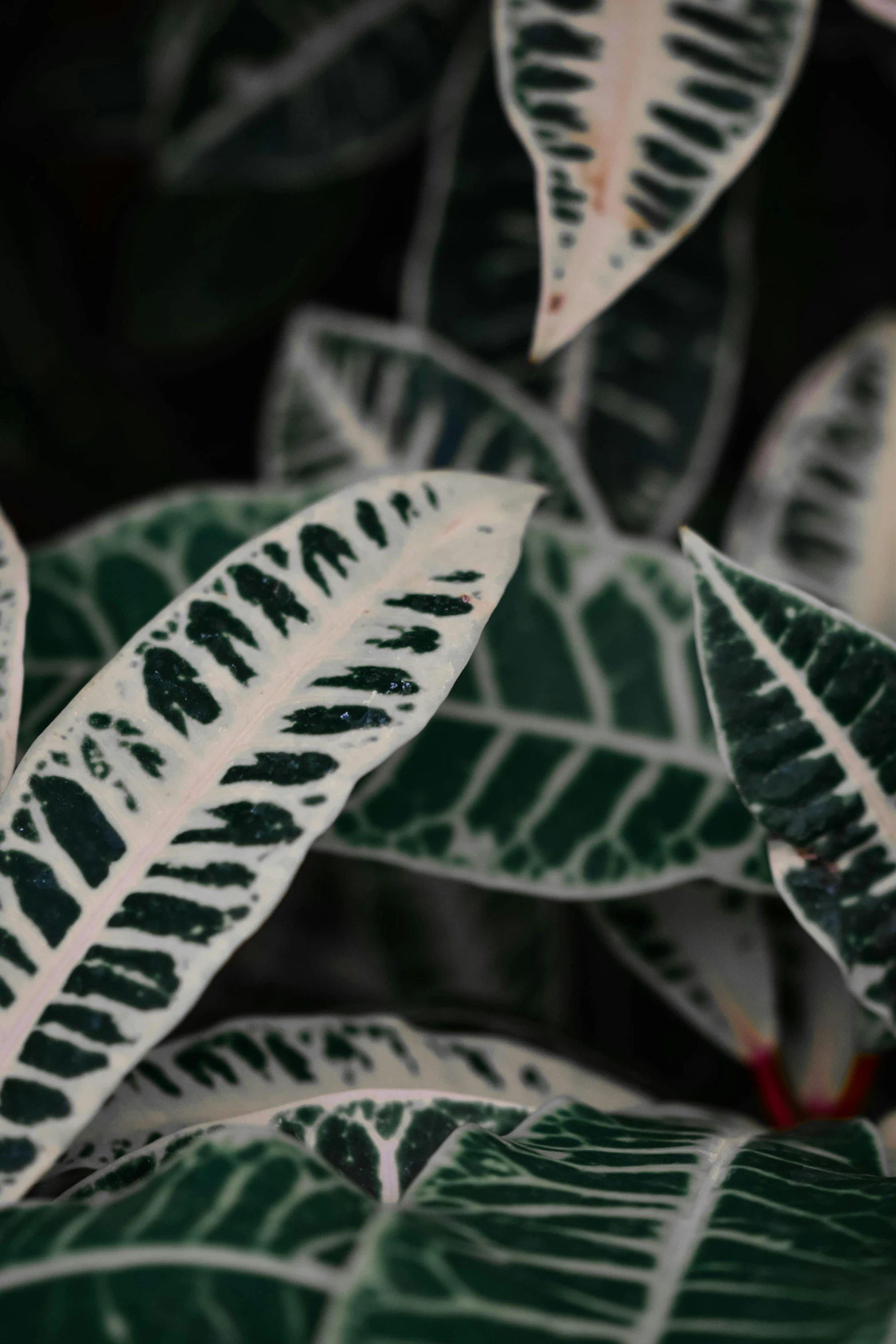 an animal is sitting on top of a plant