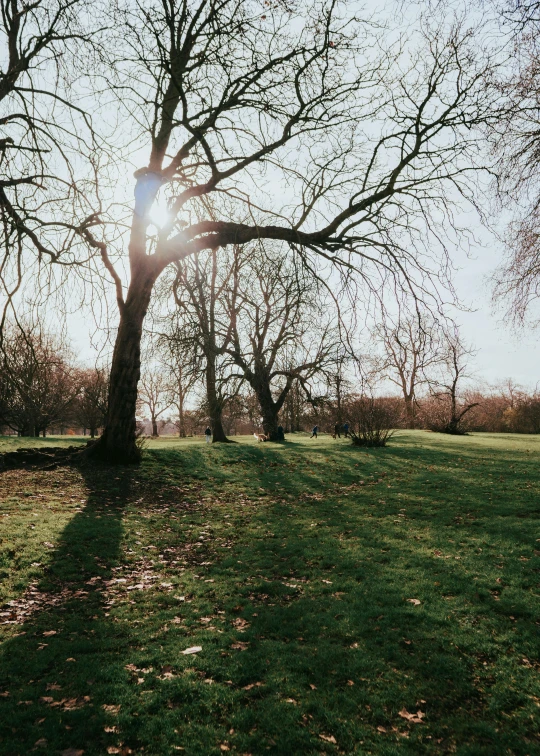 a lone tree sitting in the middle of a park