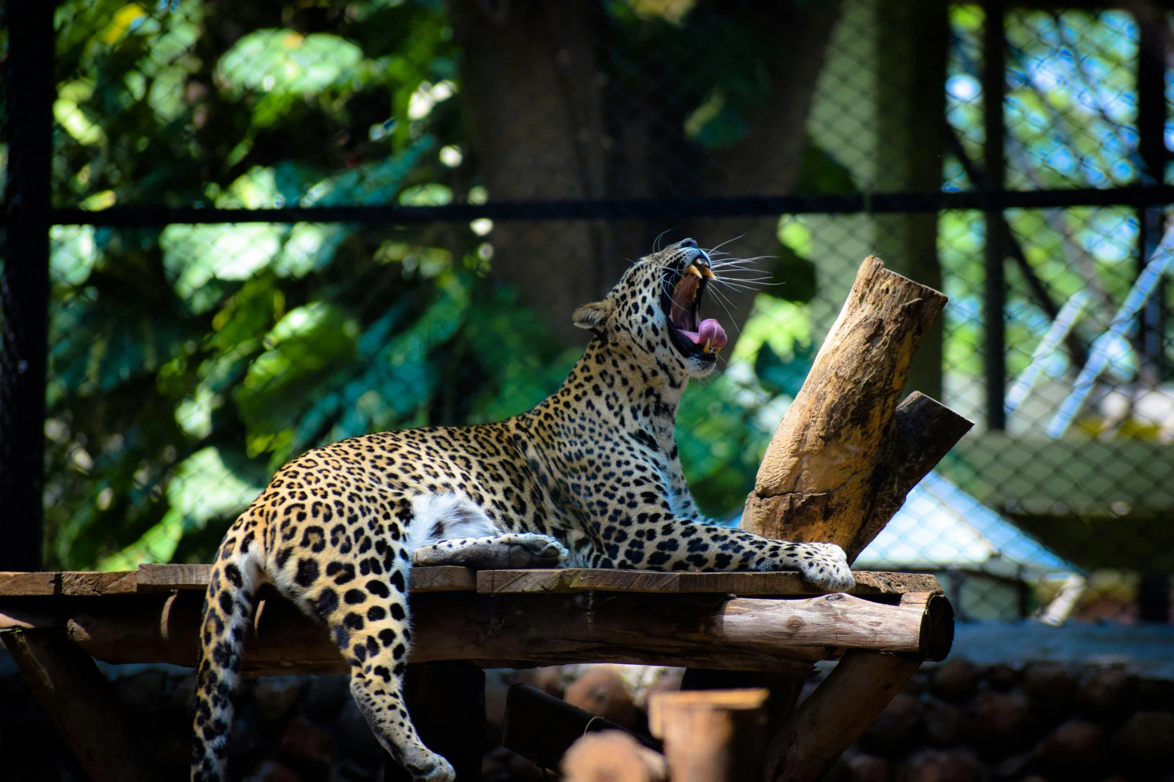 a leopard snarls while on a nch