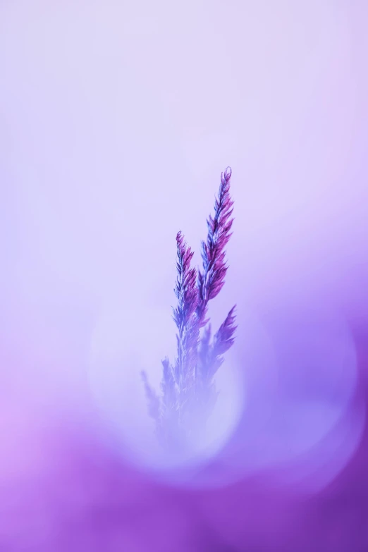 a purple plant with small purple flowers on it