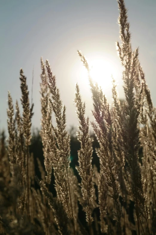 grass with the sun shining behind it