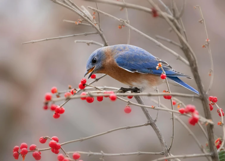 a bird sits on top of some berry bush