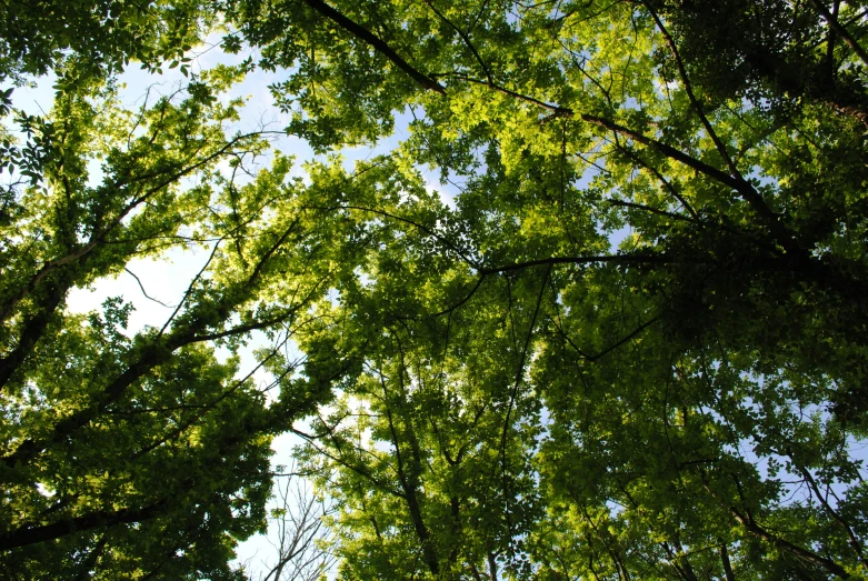 a po looking up at the tops of many trees