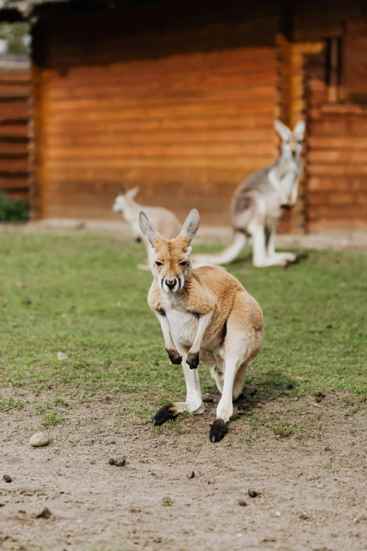 two kangaroos are standing on the grass near a wooden building