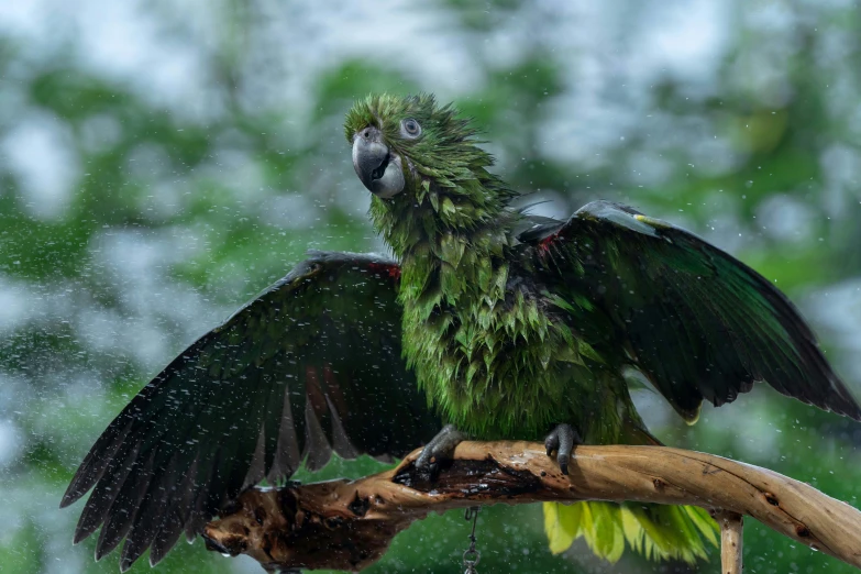 a large green bird perched on a twig