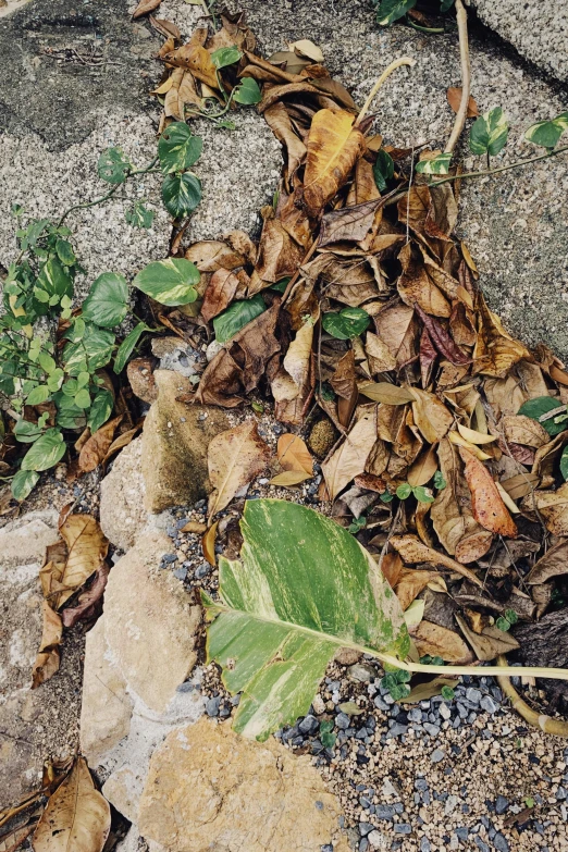 a leaf litters on the sidewalk in the daytime