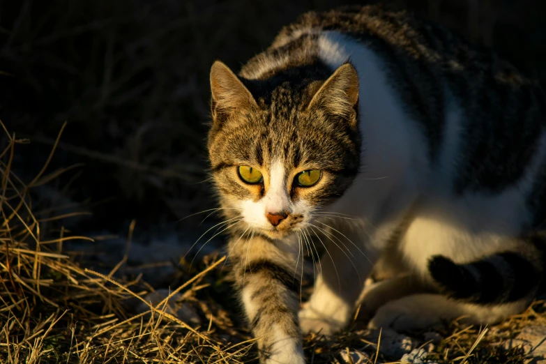 a cat that is standing in the grass