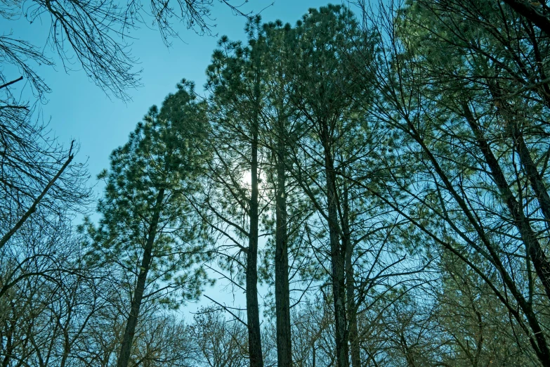 sun shining through the trees, through which is a bench