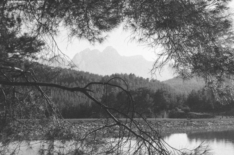 trees surrounding a lake with water under it