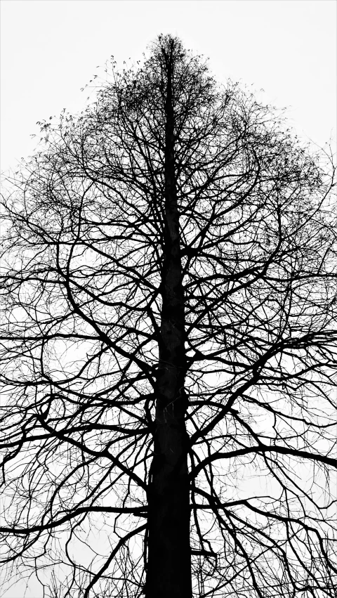 silhouette of tree against white sky with snow