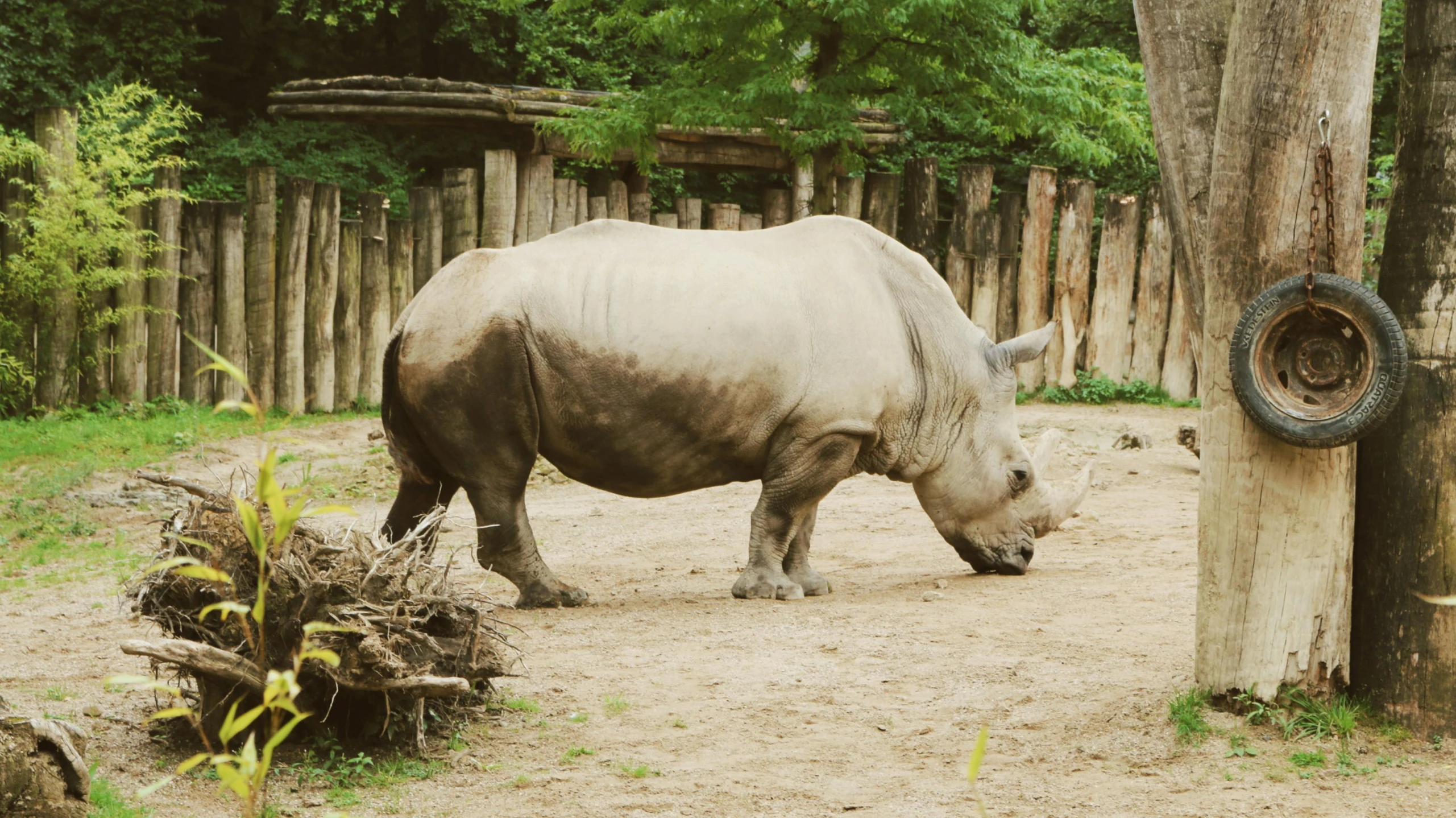 rhino standing on dirt field next to large tree