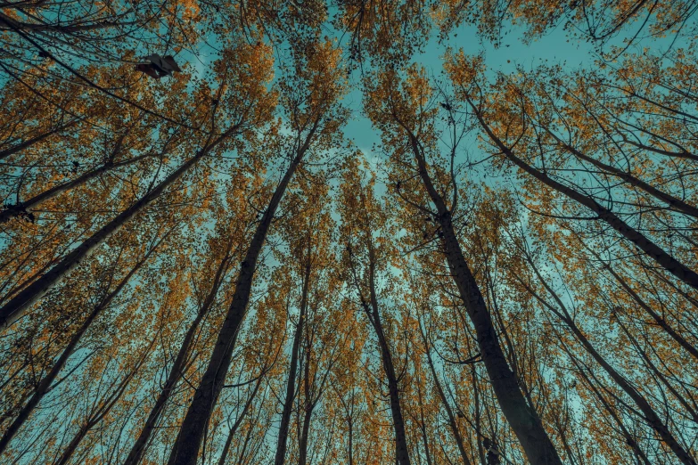 looking up into tall trees with a blue sky