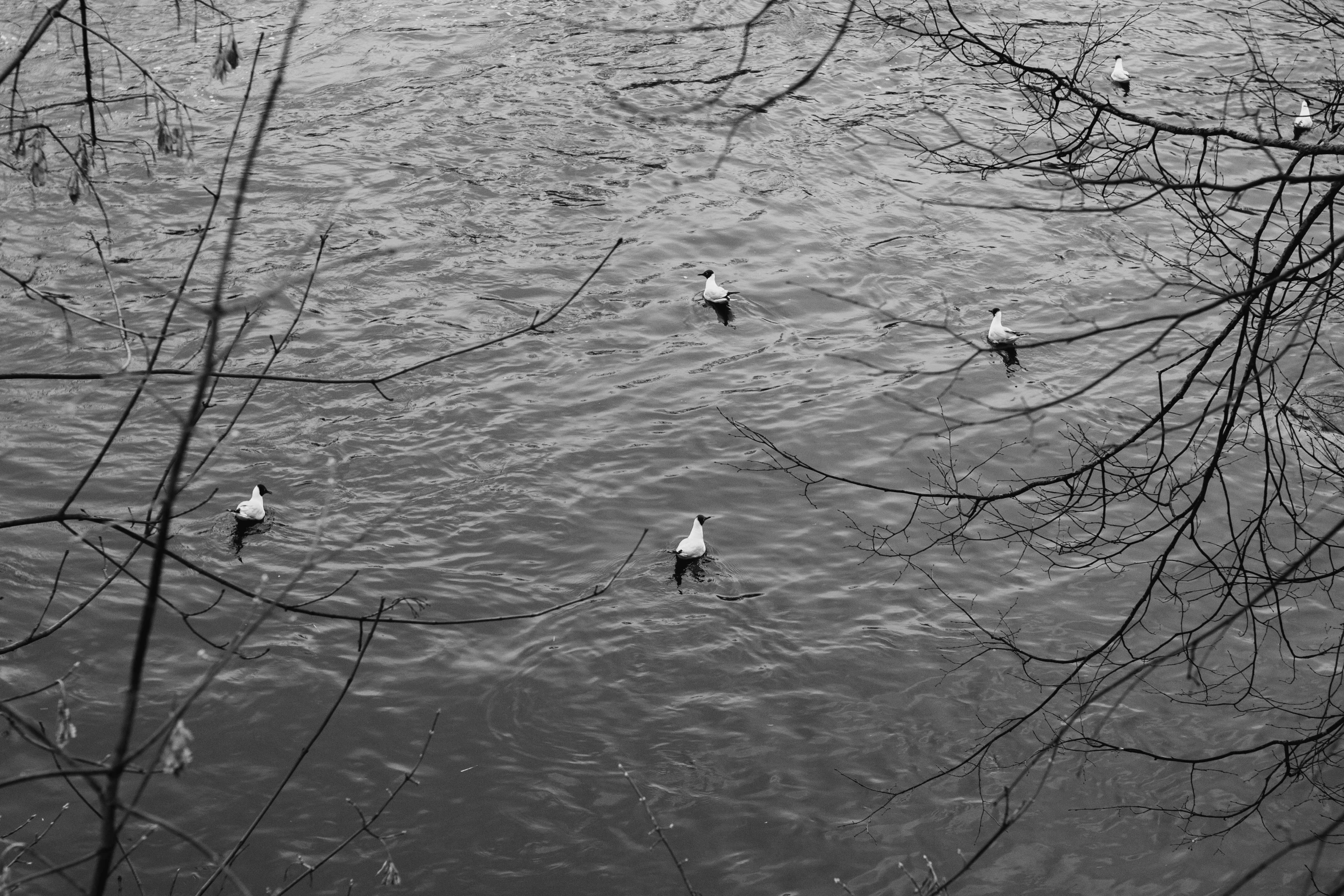 black and white pograph of five birds floating in the water