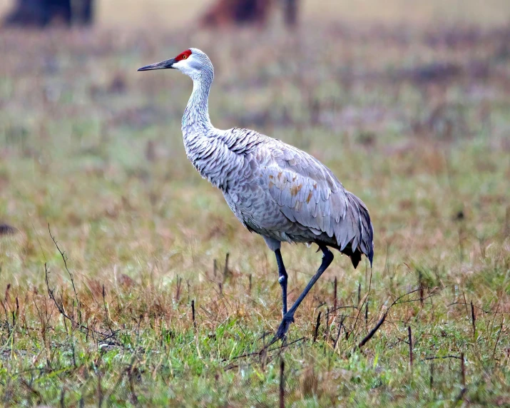 a long legged crane in tall grass near some cows