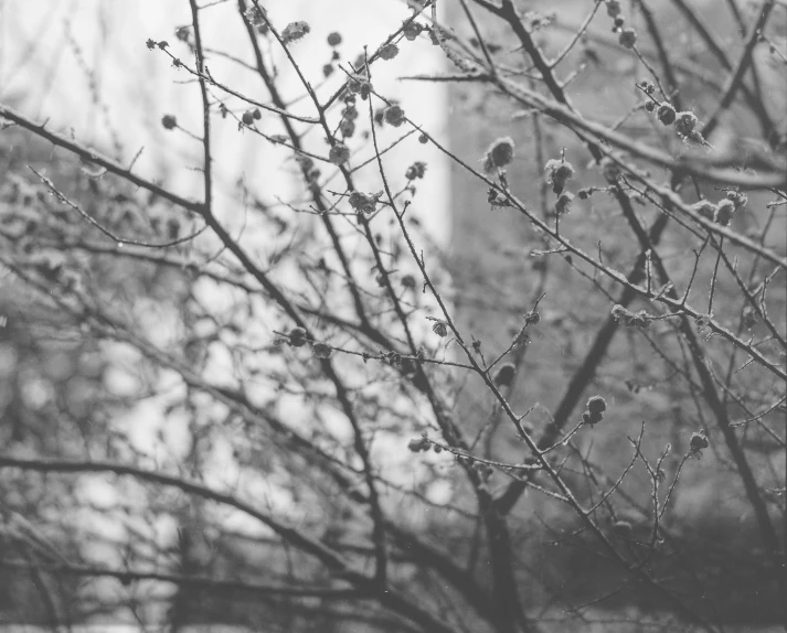 some brown buds on a tree nch in black and white