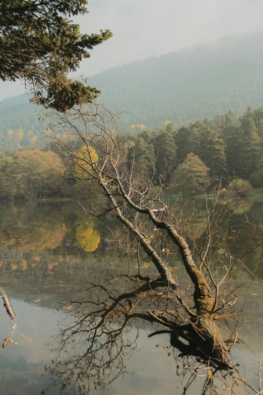 a tree nch in the water and hills in the background