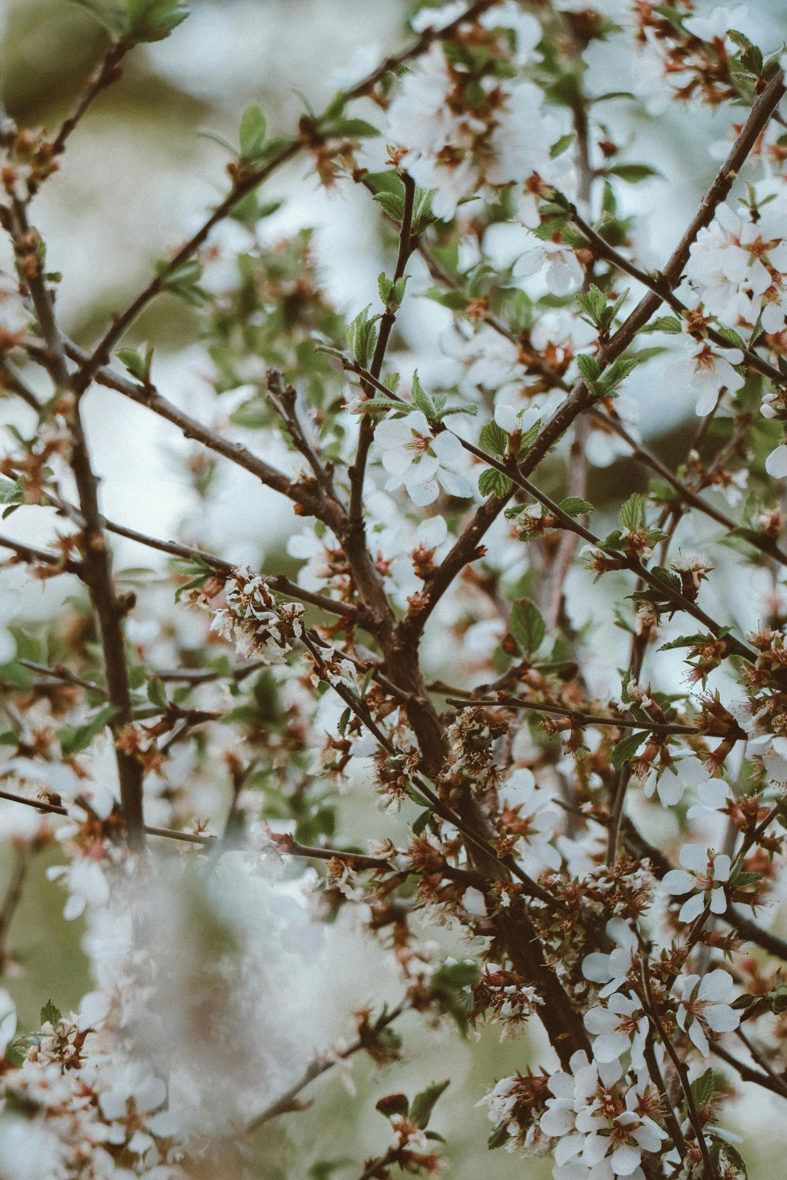 small nches with flowers are blooming at the bottom of snow covered nches