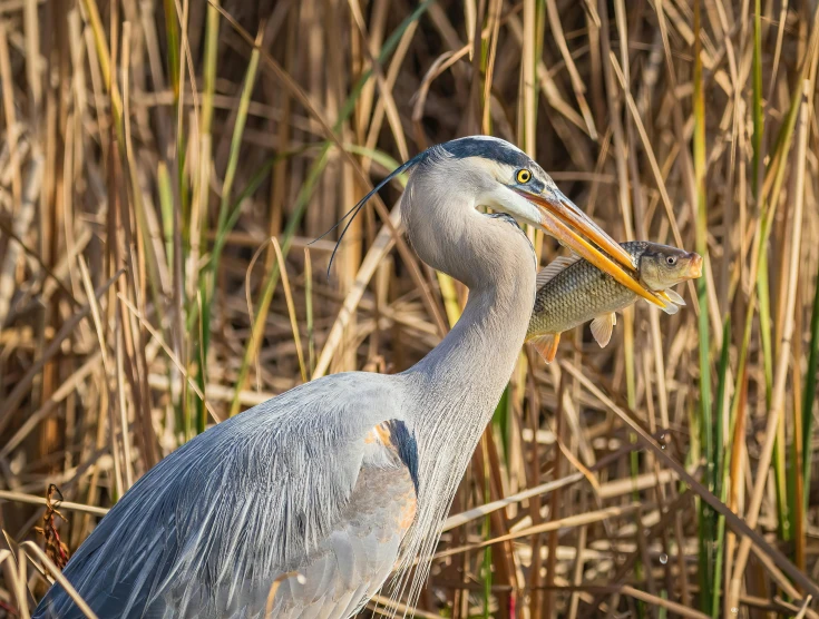 a heron standing in the tall dry grass