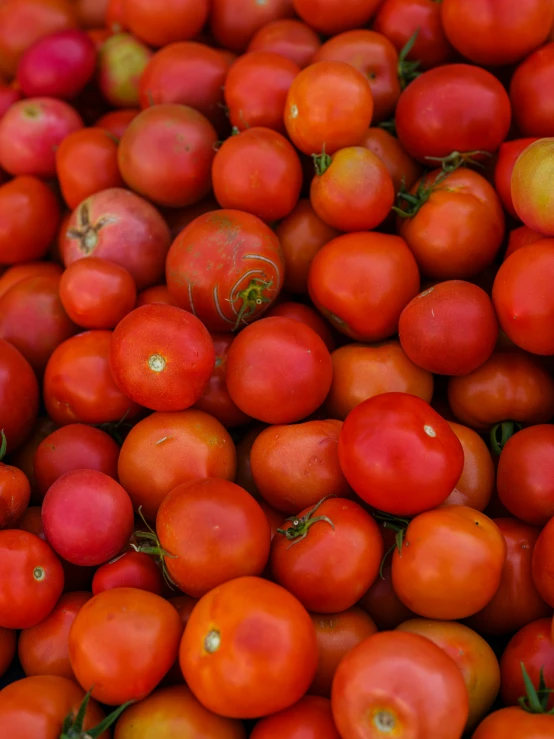 a pile of ripe tomatoes is shown here