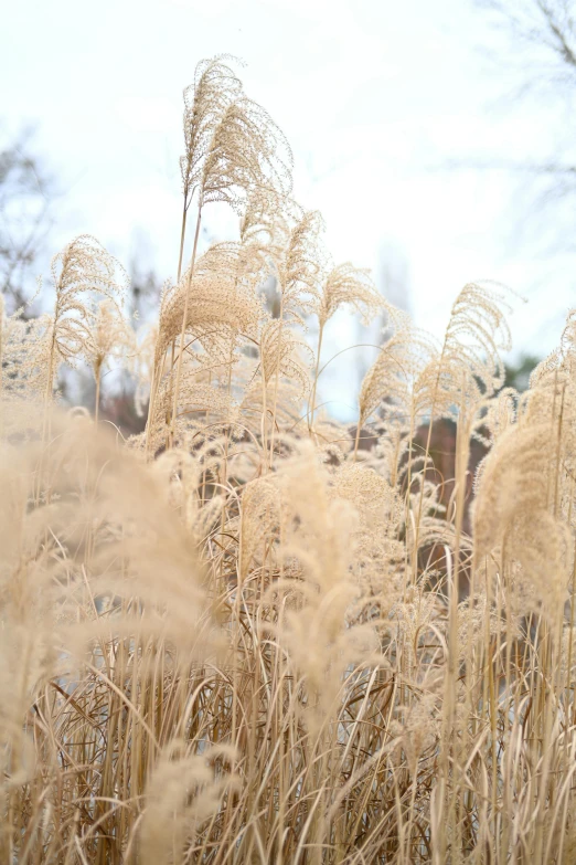 a field with long brown grasses and some people