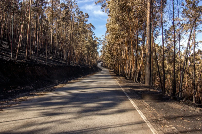 an empty road is lined by tall trees