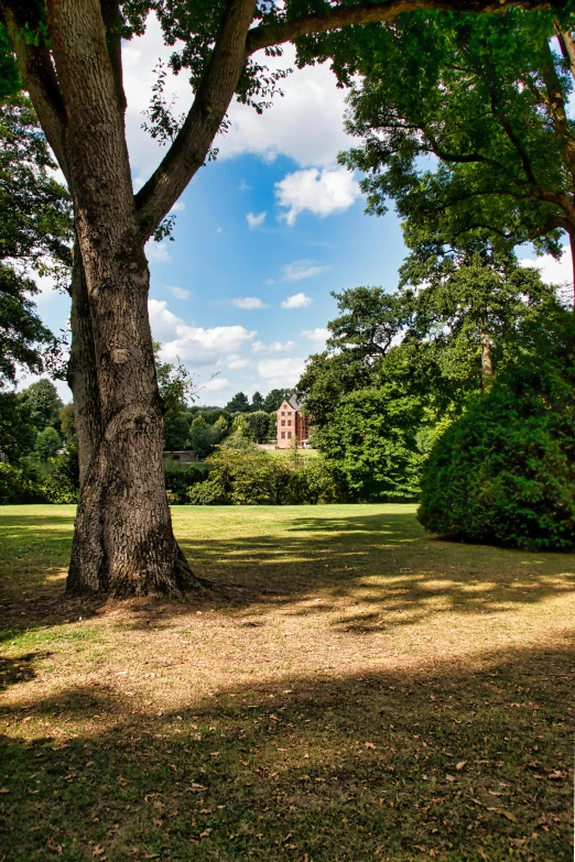 a couple of big trees and some bushes