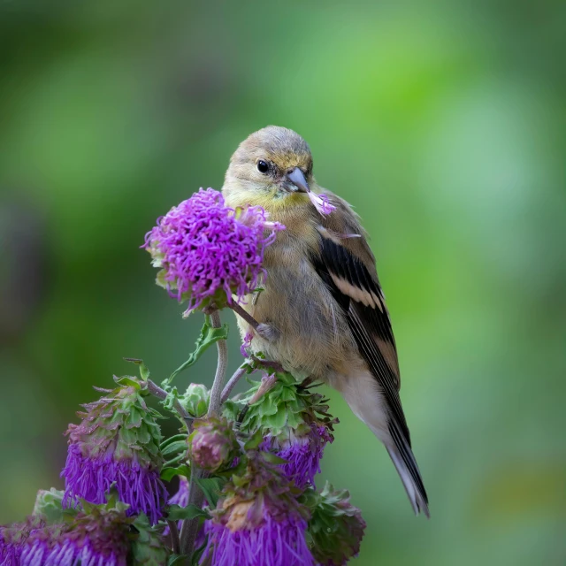a small bird sitting on a flower, with a green background