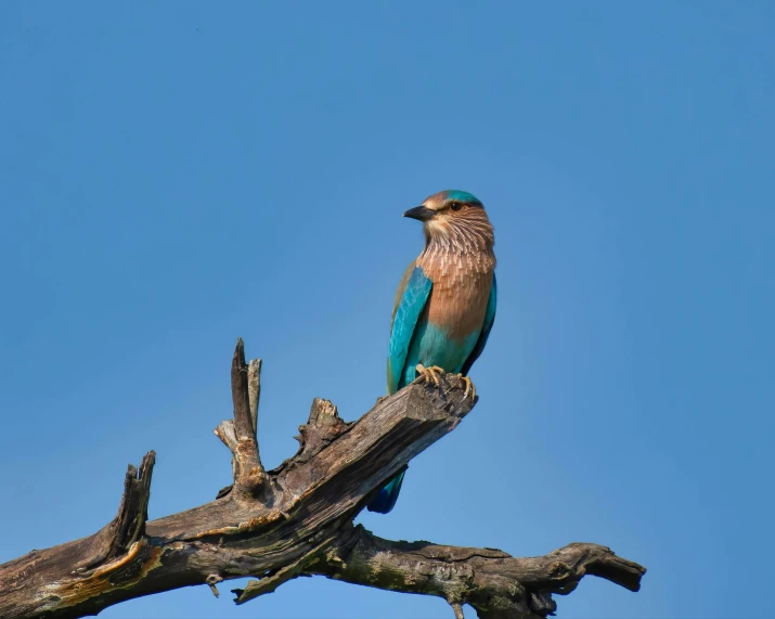 a colorful bird sitting on a nch next to the blue sky