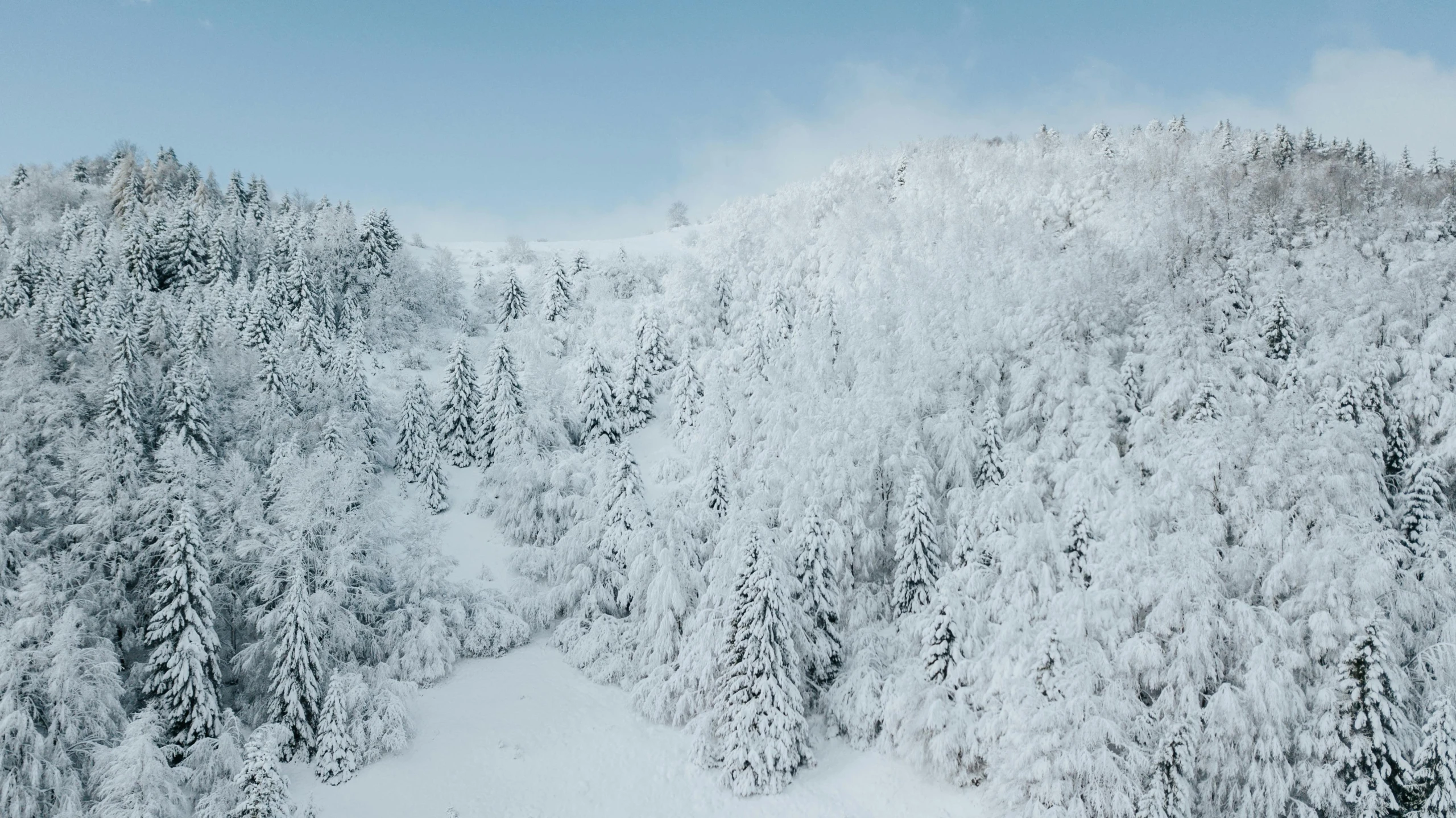 trees covered in snow standing near a cliff