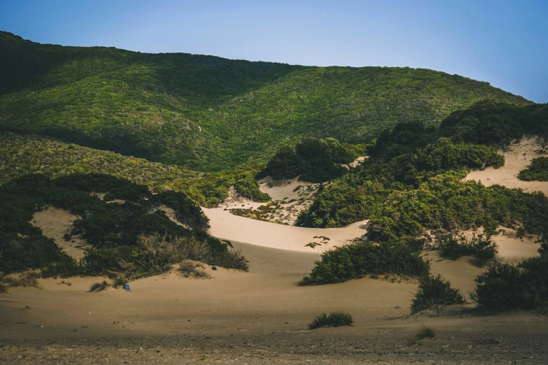 trees in the middle of desert with hills in the distance