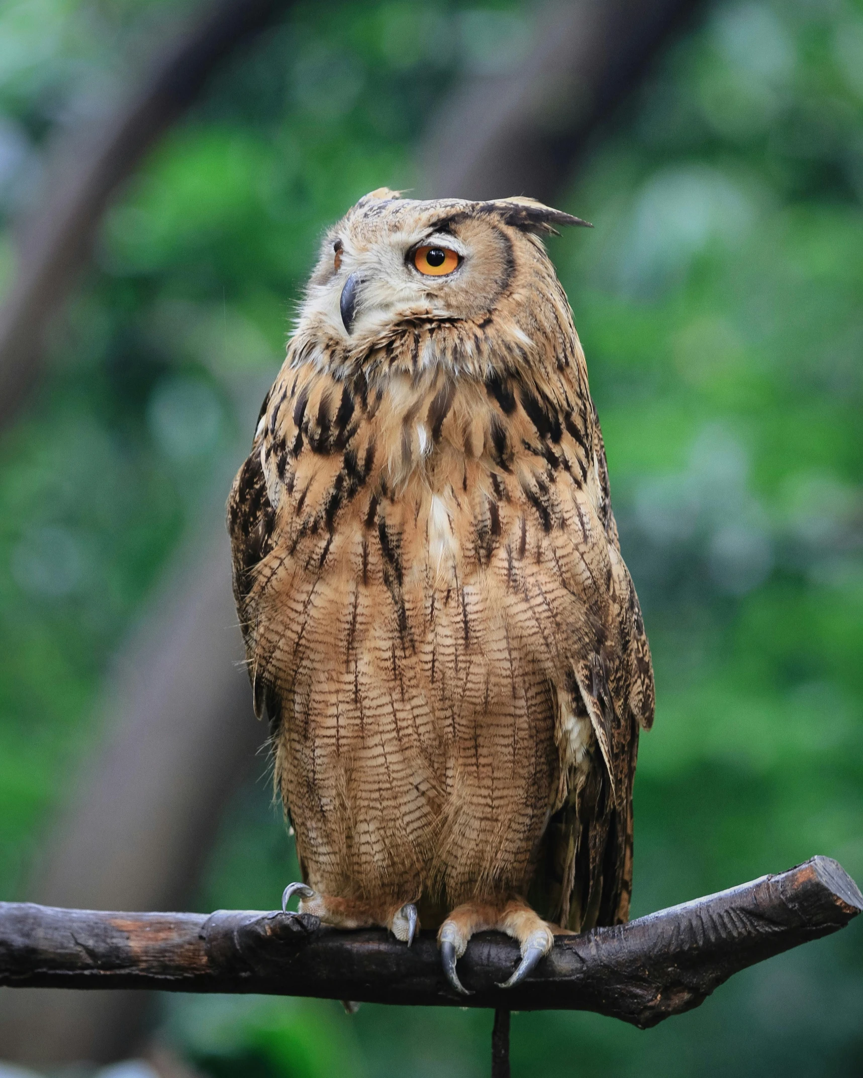 a brown and black owl sitting on a tree nch