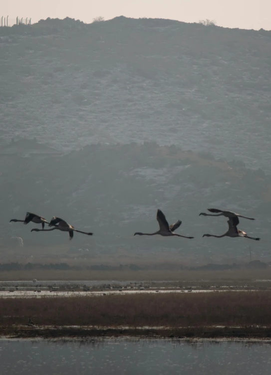 a flock of birds flying over water near a mountain