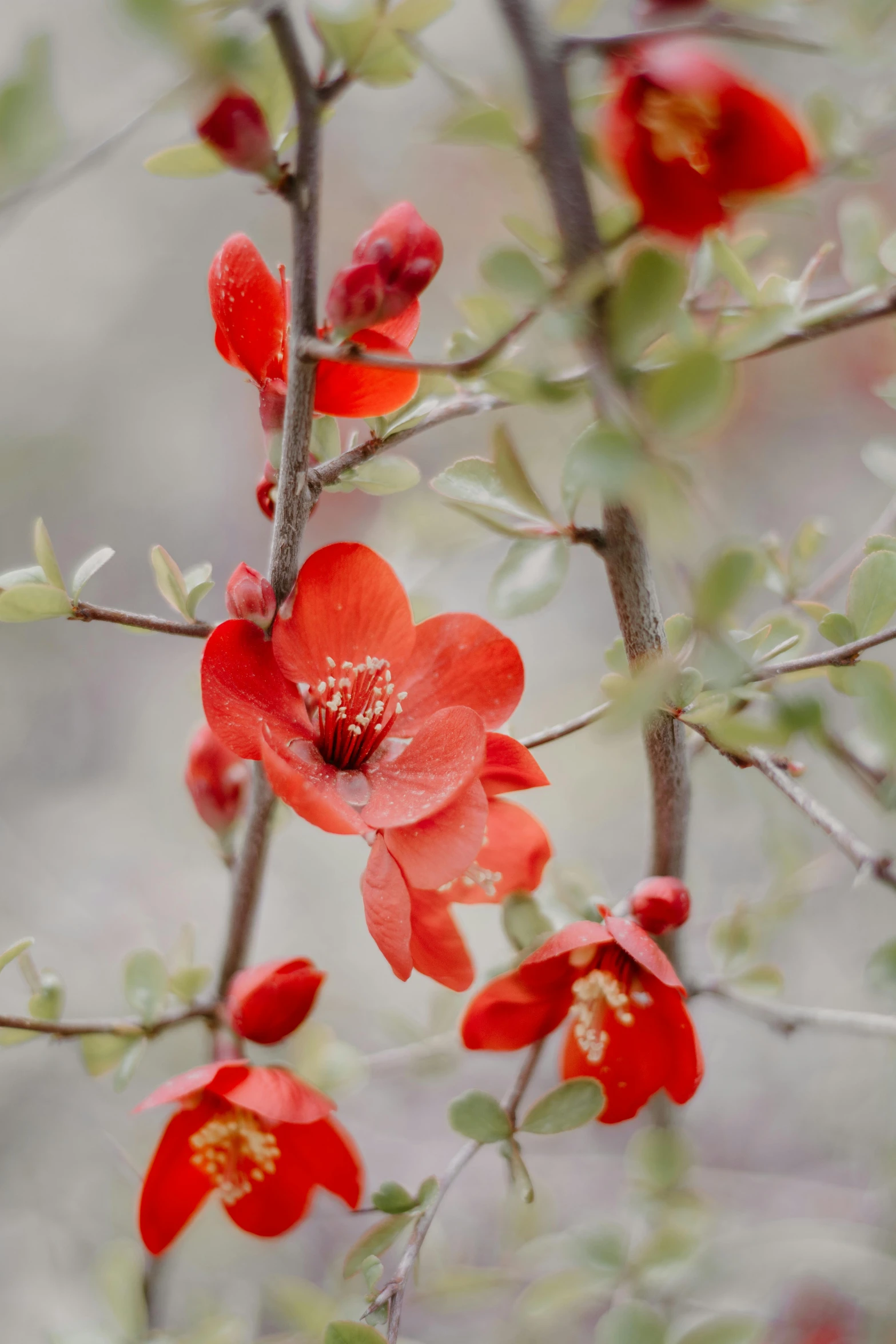 a cluster of red flowers on the nches