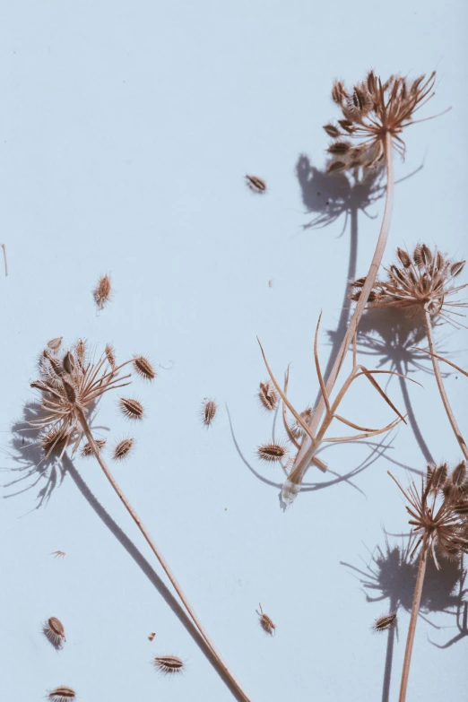 seed pods lying across a blue surface