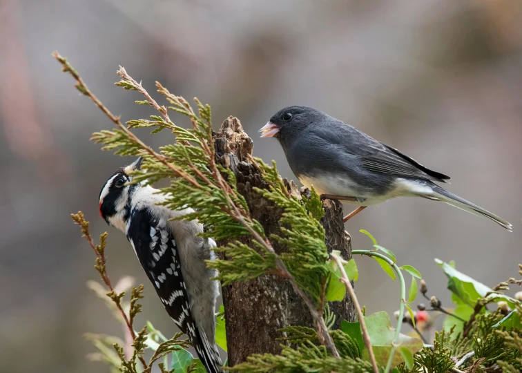 two birds on a tree with green plants