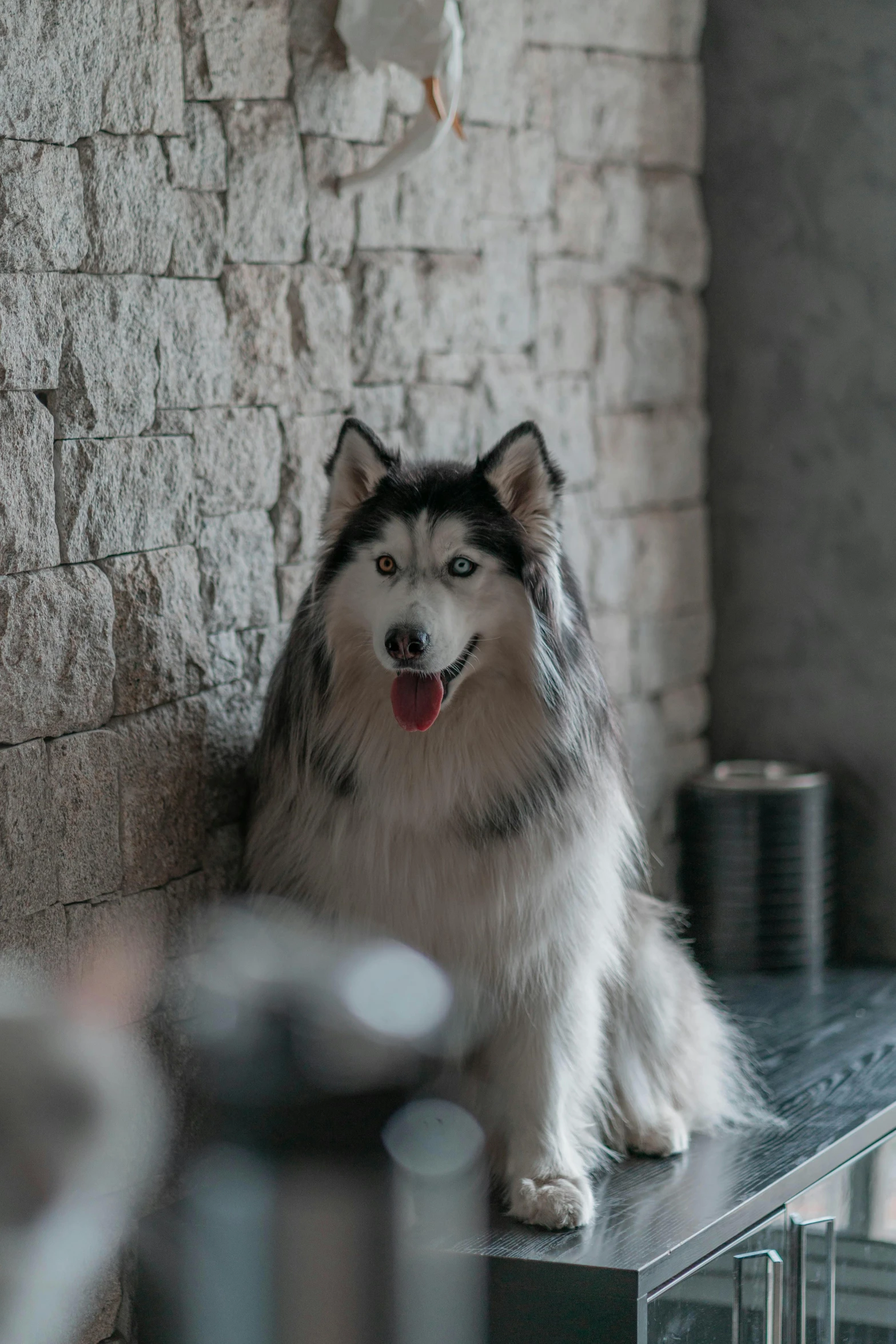 dog on a shelf near a wall with a light hanging from it