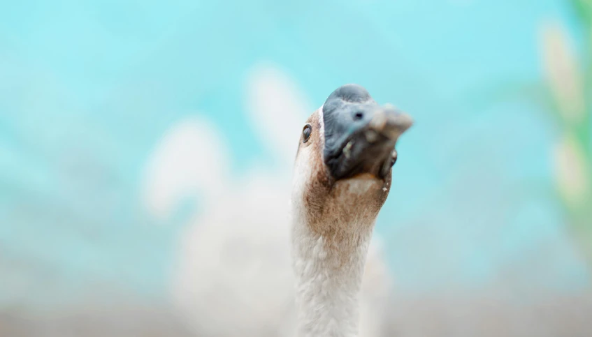 a bird is showing its head and beak to the camera