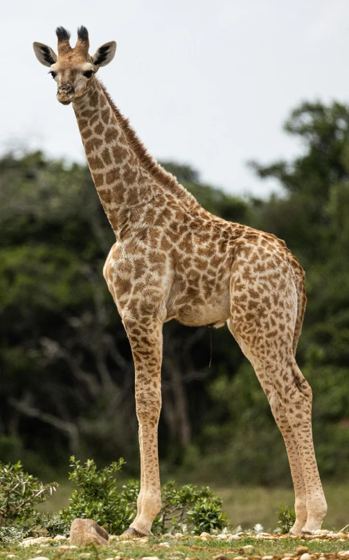 a single giraffe stands on a field with trees