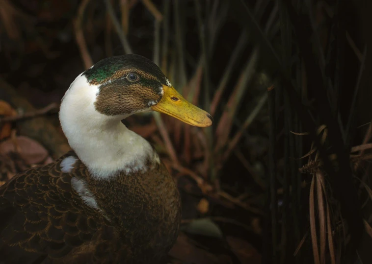 a close up view of a ducks head looking into the distance